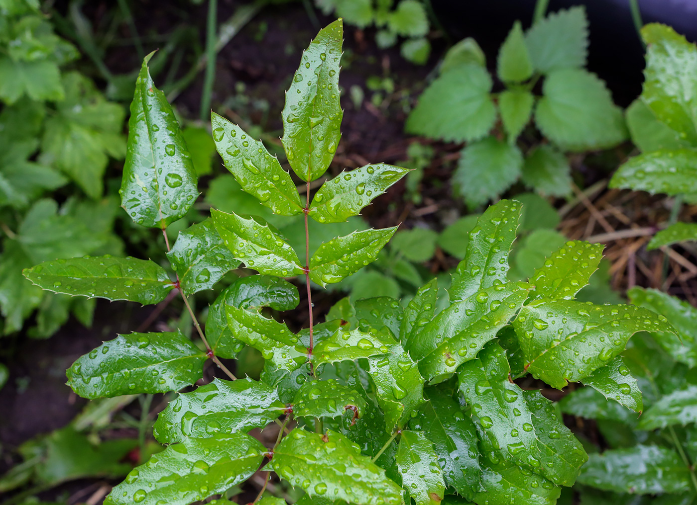 Image of Mahonia aquifolium specimen.