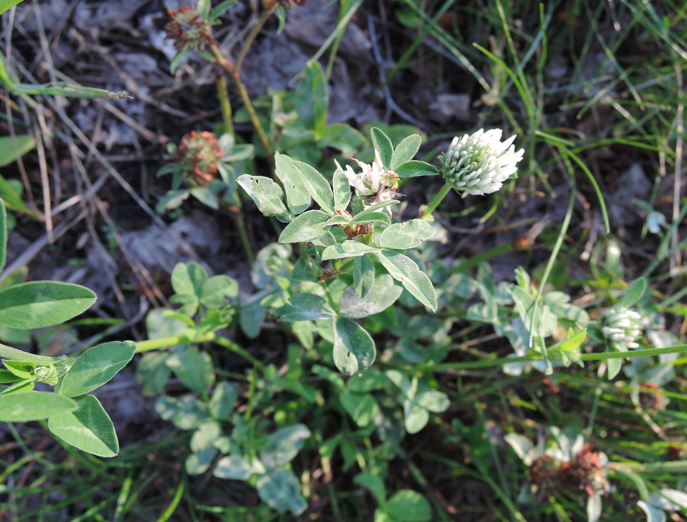 Изображение особи Trifolium pratense.