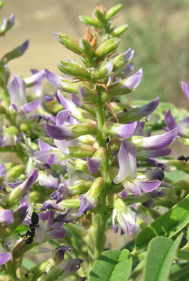 Изображение особи Glycyrrhiza glabra.