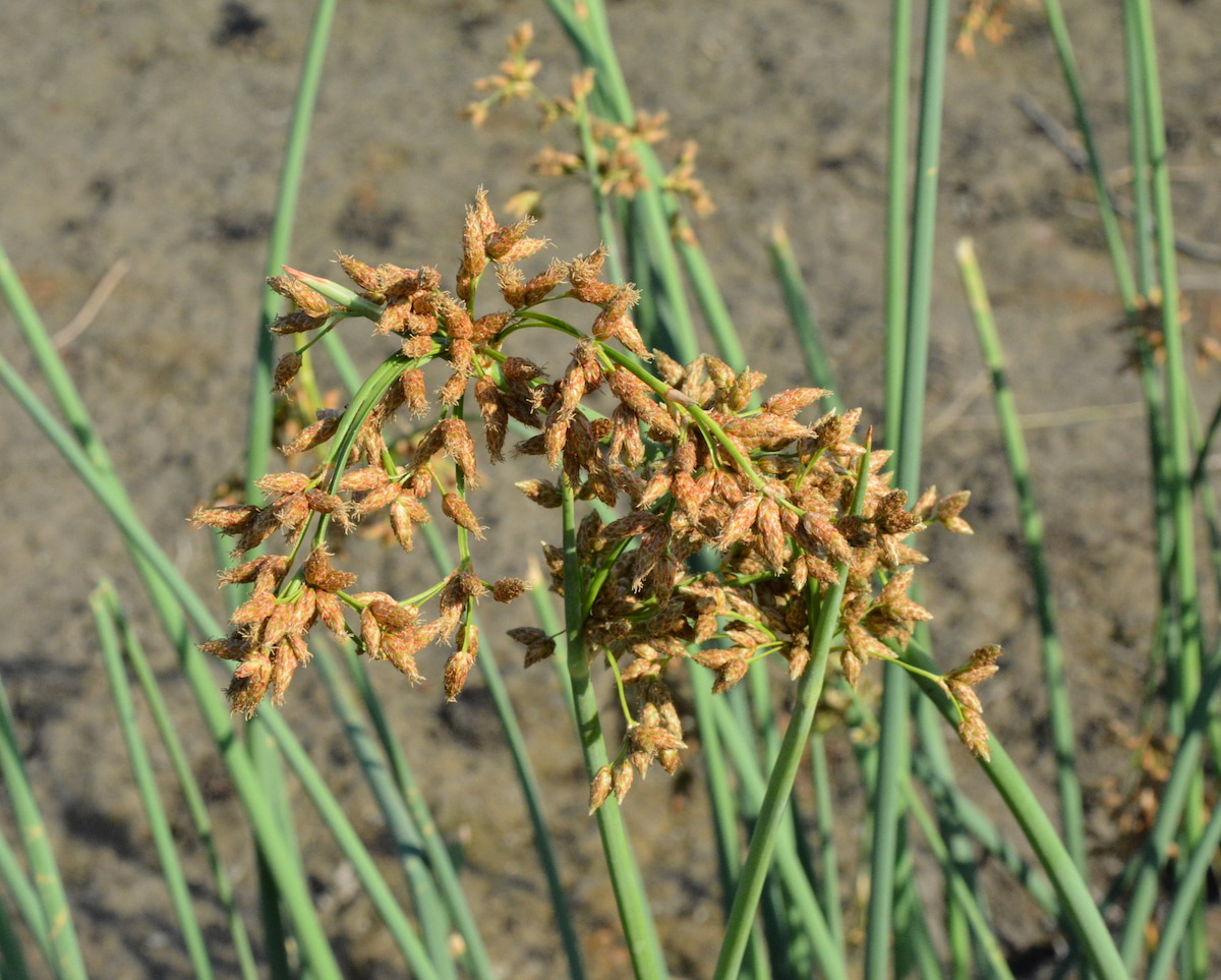 Image of Schoenoplectus tabernaemontani specimen.