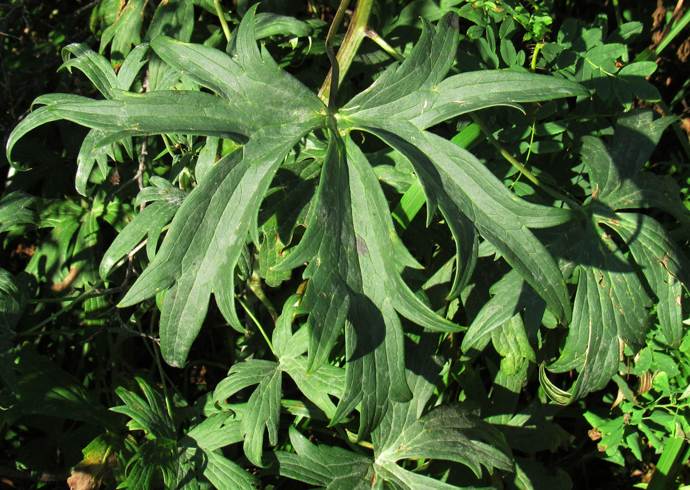 Image of Delphinium dictyocarpum specimen.