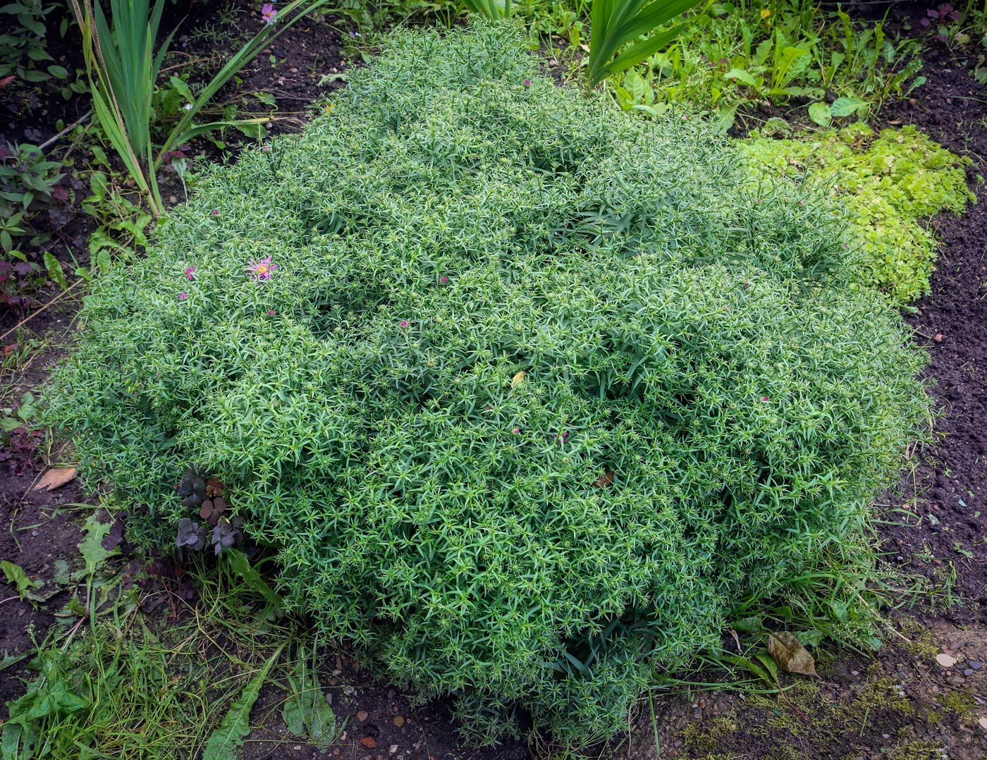 Image of genus Symphyotrichum specimen.