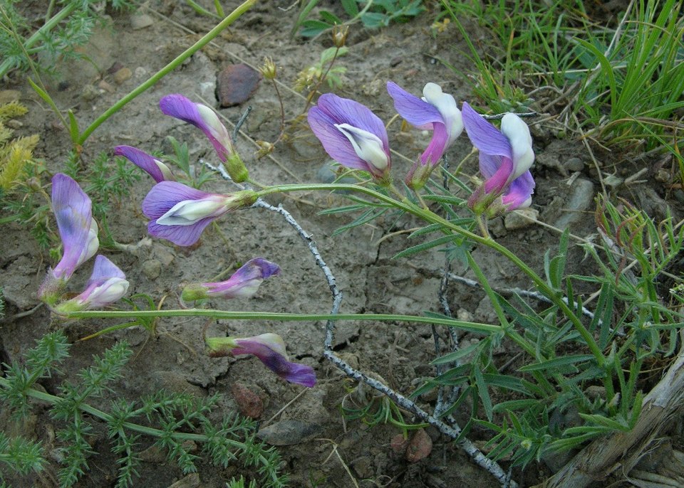 Image of Vicia subvillosa specimen.