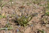 Myosotis micrantha