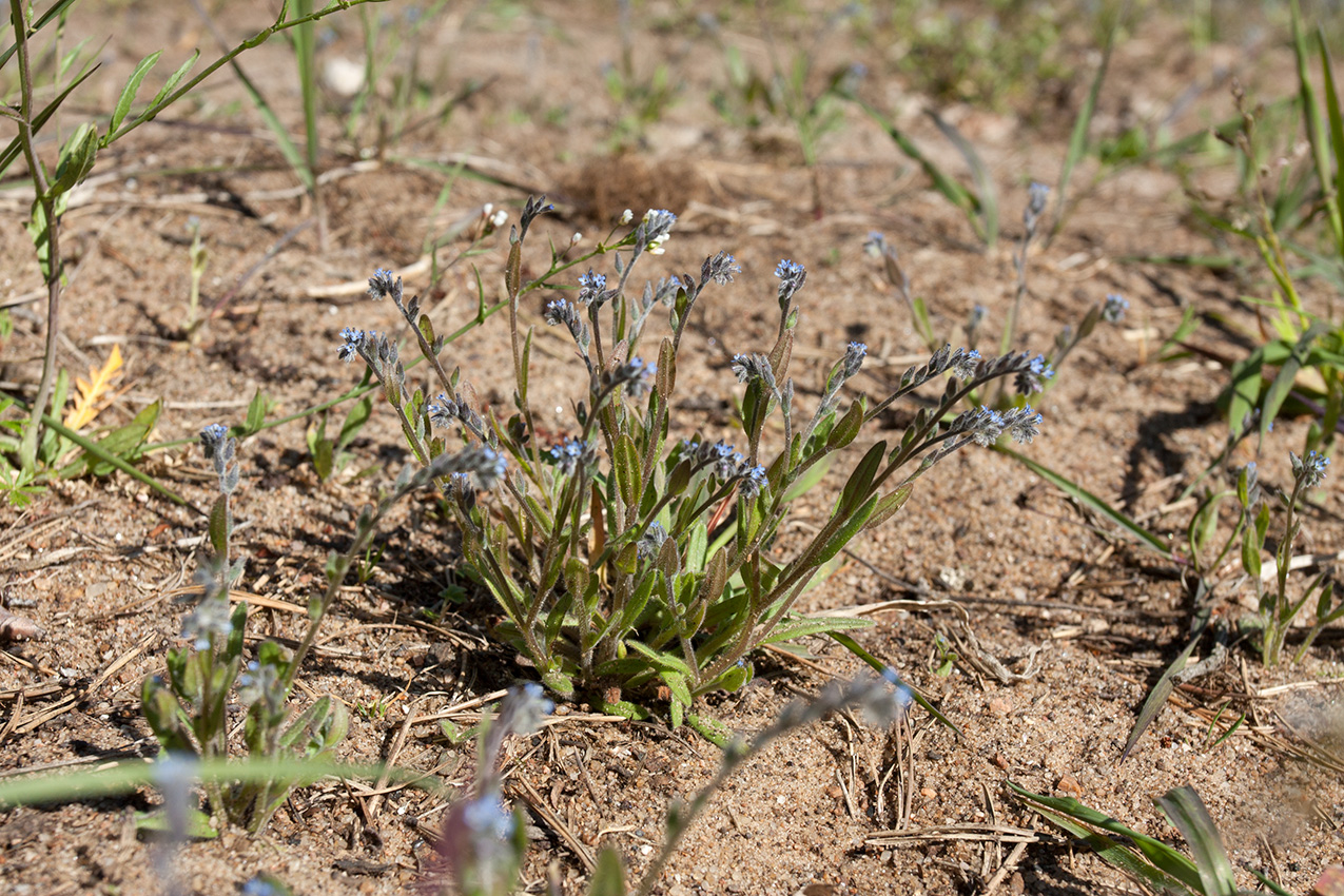 Изображение особи Myosotis micrantha.