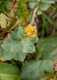 Rhodiola iremelica. Верхняя часть плодоносящего растения. Челябинская обл., Саткинский р-н, национальный парк \"Зюраткуль\", гора Большой Нургуш, ≈ 1400 м н.у.м., в горной тундре. 11.08.2019.