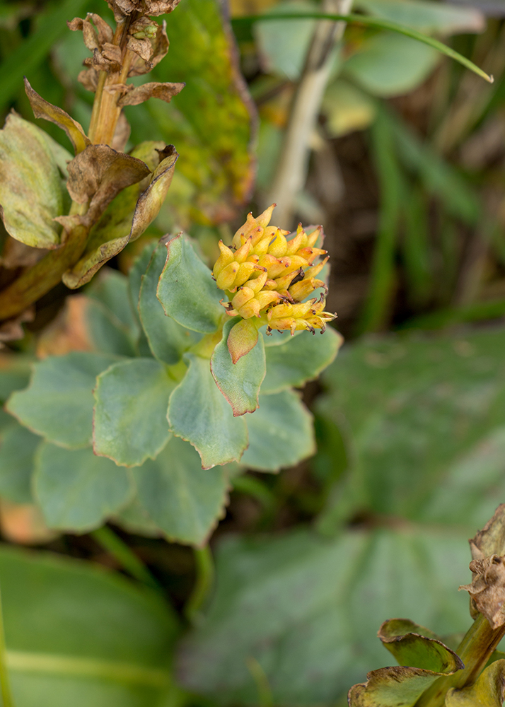 Image of Rhodiola iremelica specimen.