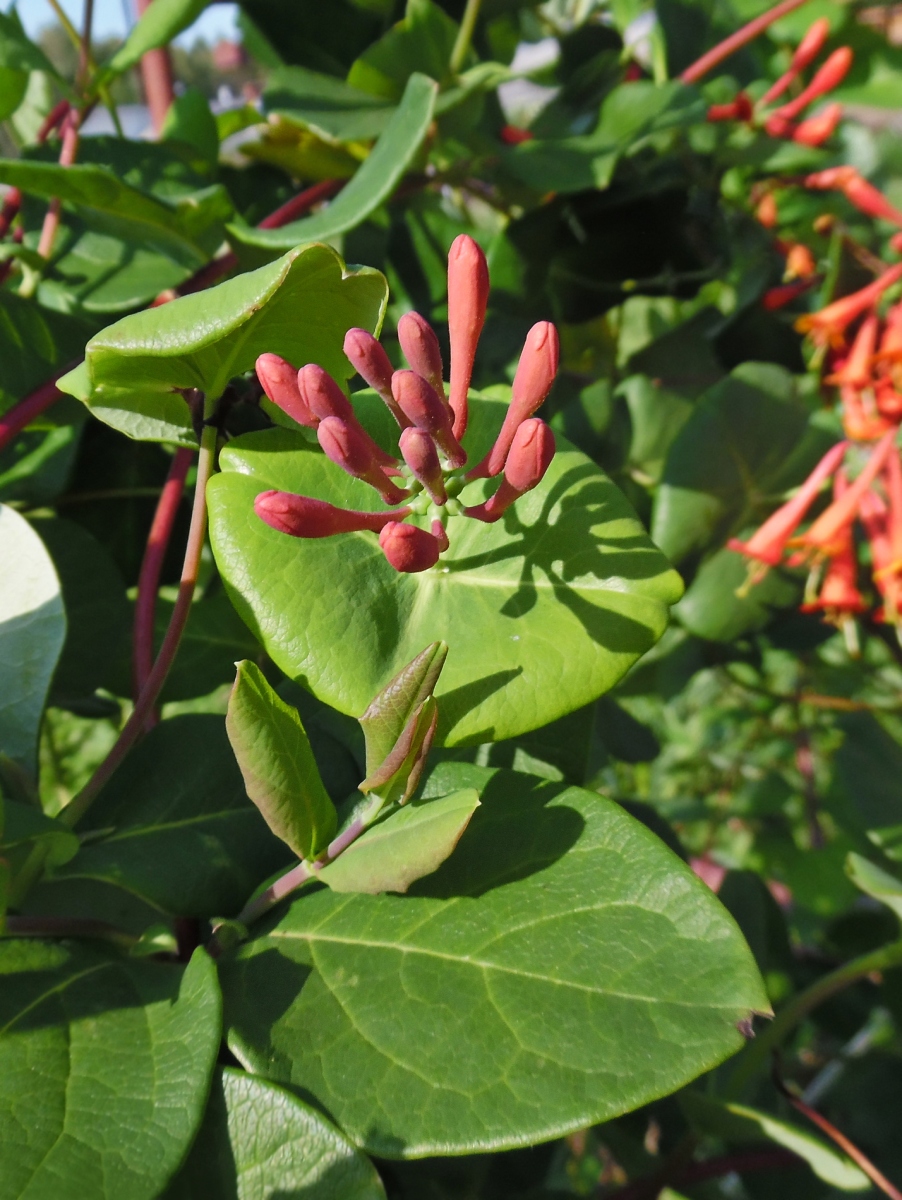 Image of Lonicera &times; brownii specimen.