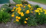 Tagetes erecta