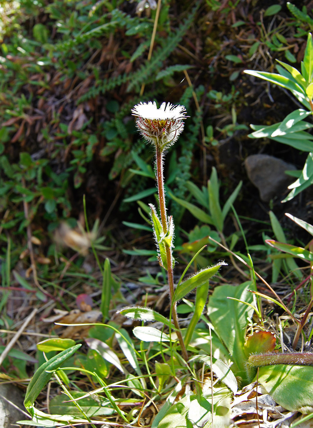 Изображение особи Erigeron eriocephalus.