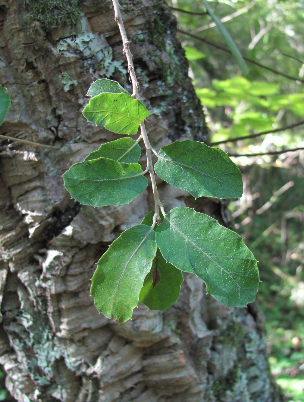 Изображение особи Quercus suber.