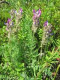 Oxytropis erecta