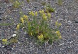 Oxytropis pilosa