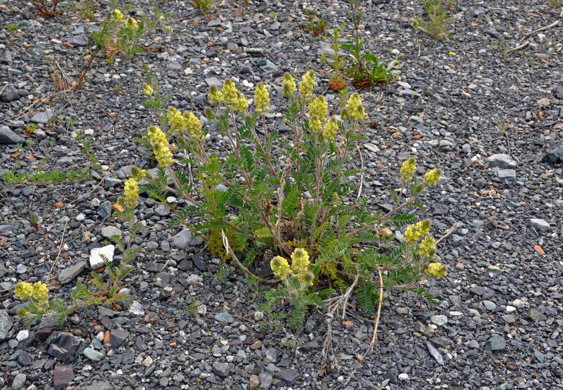 Изображение особи Oxytropis pilosa.