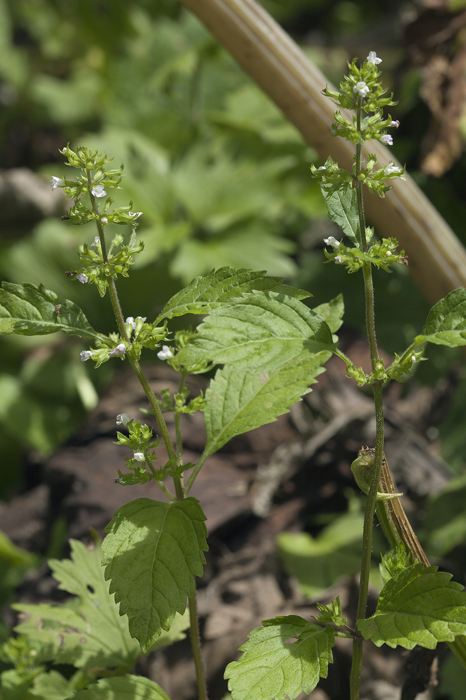 Изображение особи Clinopodium sachalinense.