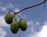 Cochlospermum gillivraei подвид gregorii. Верхушка веточки с плодами и кормящимися муравьями. Австралия, северо-восточный Квинсленд, Национальный парк \"Undara Volcanic\". Конец сухого сезона (сезон gurreng). 07.10.2009.