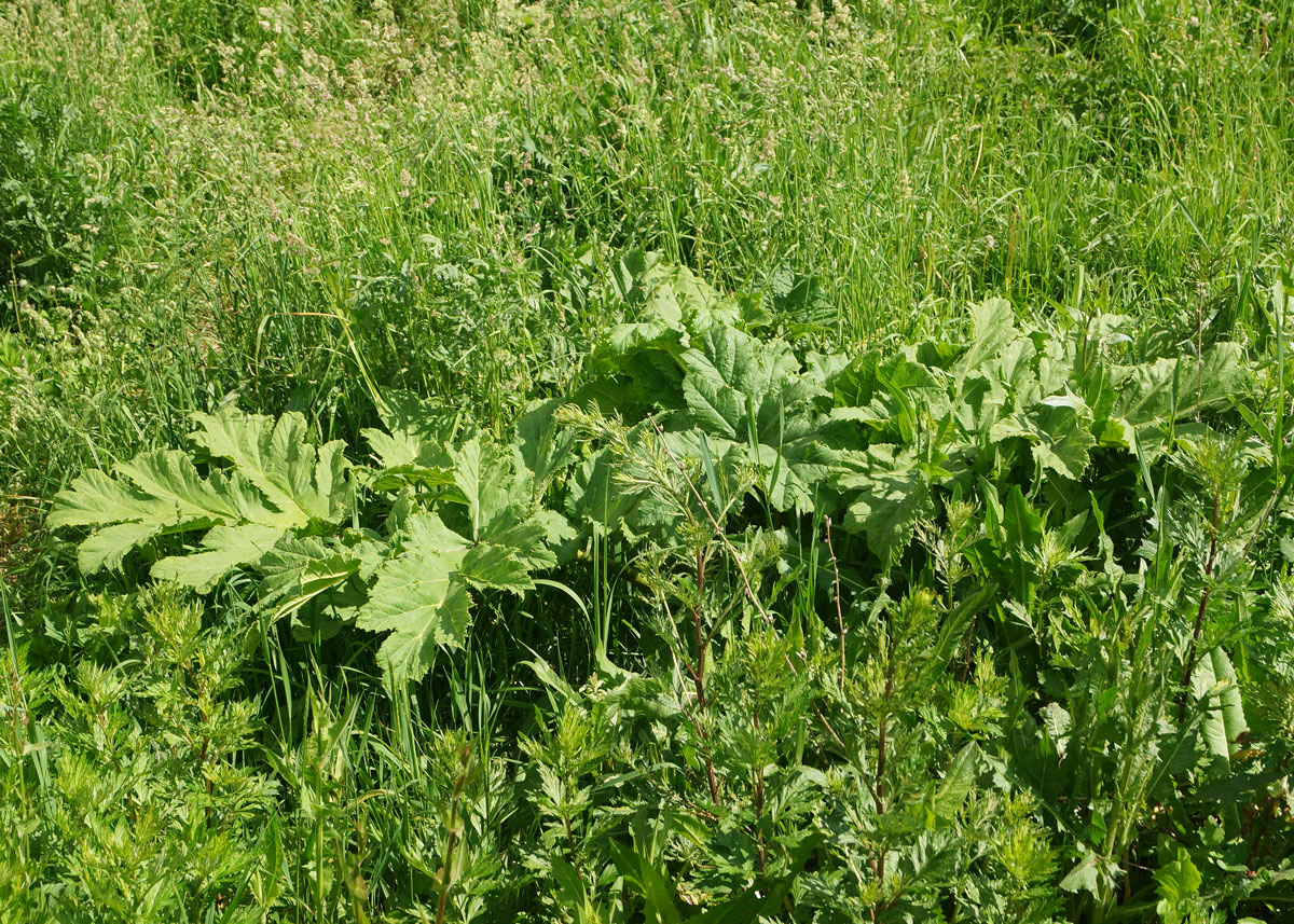 Image of Heracleum sosnowskyi specimen.