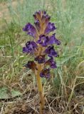 Orobanche amoena