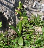 Ophrys flavomarginata