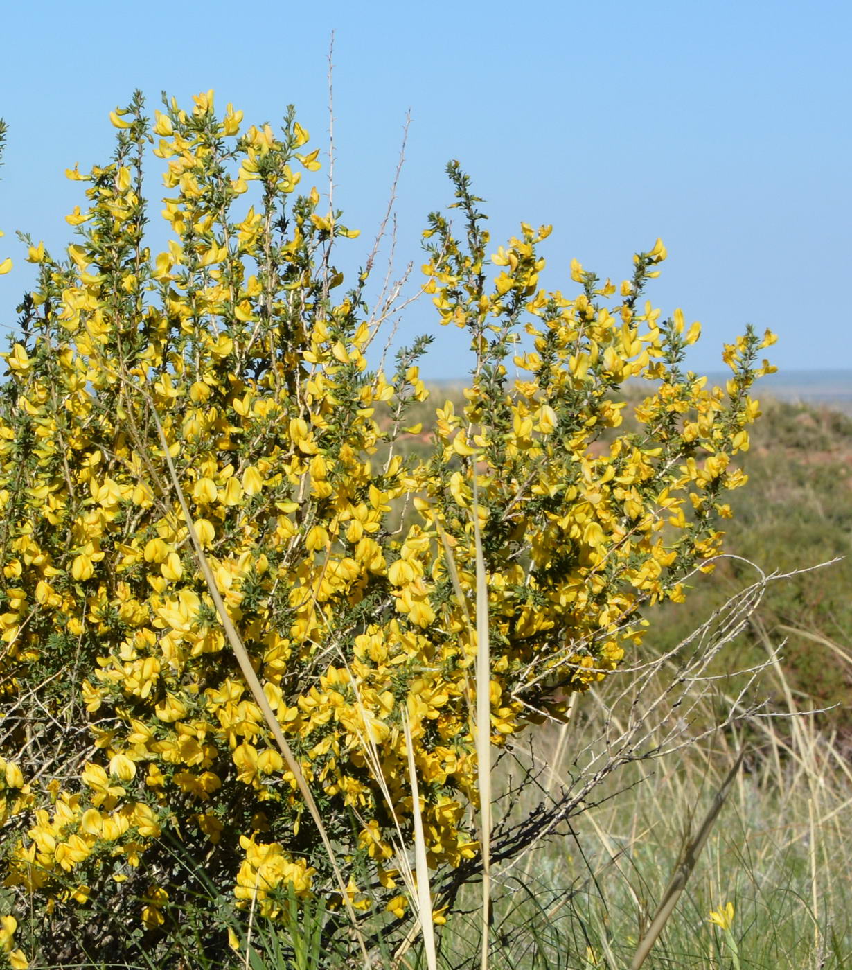 Image of Caragana frutex specimen.