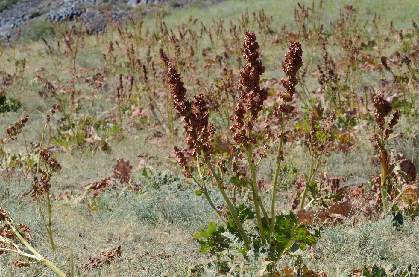 Image of Rheum cordatum specimen.