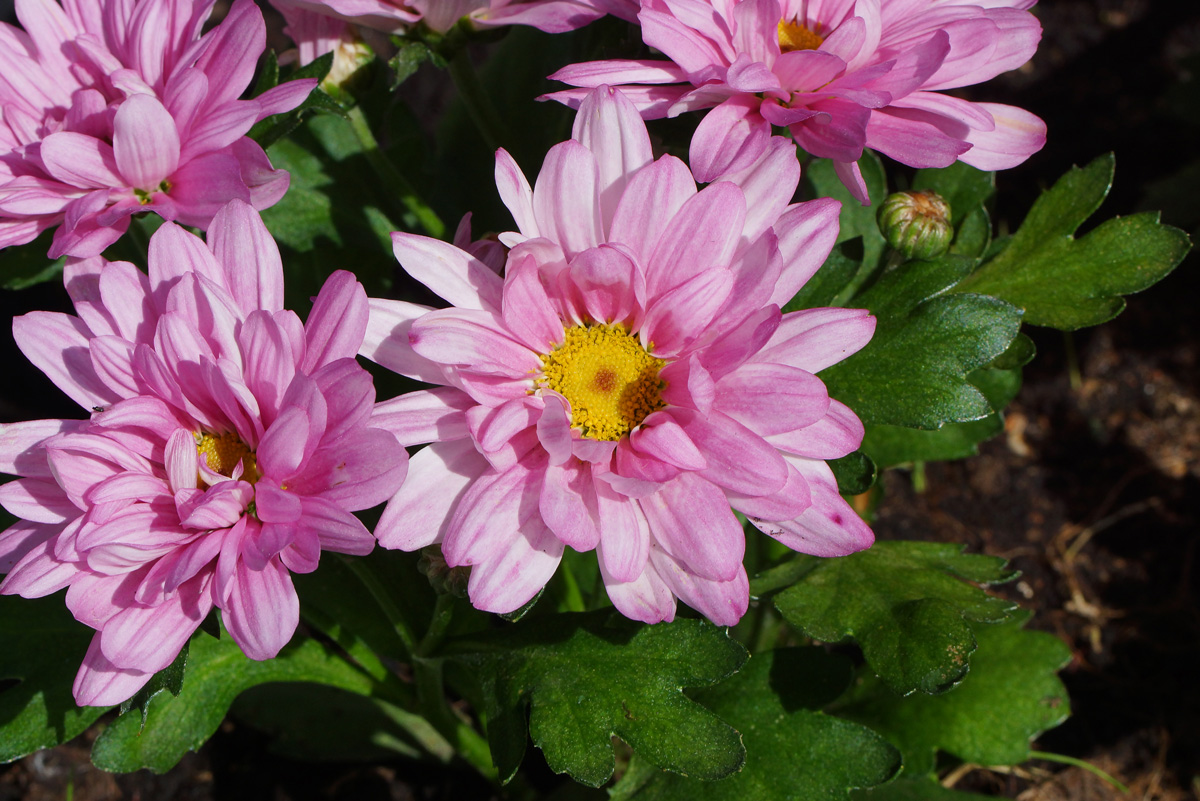 Изображение особи Chrysanthemum indicum.