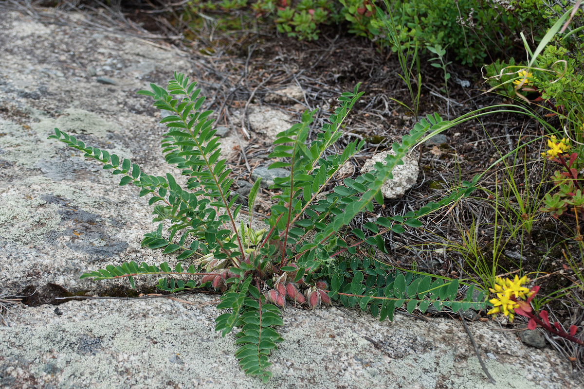 Изображение особи Astragalus schanginianus.