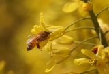 Brassica oleracea разновидность viridis