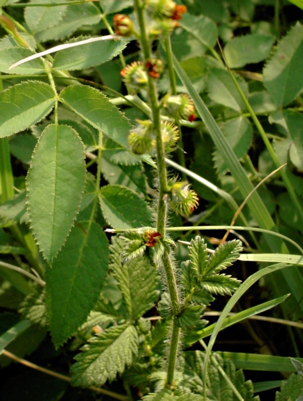 Image of Agrimonia eupatoria ssp. grandis specimen.