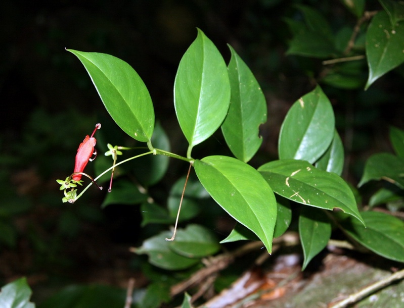 Image of Aeschynanthus moningeriae specimen.