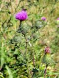 Cirsium vulgare