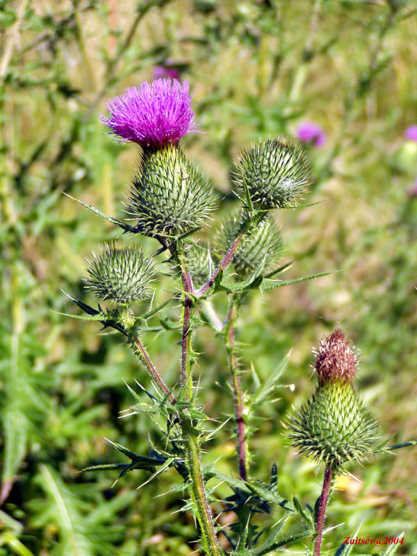 Image of Cirsium vulgare specimen.