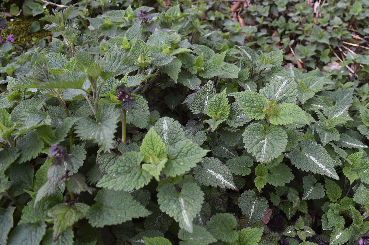 Image of Lamium maculatum specimen.