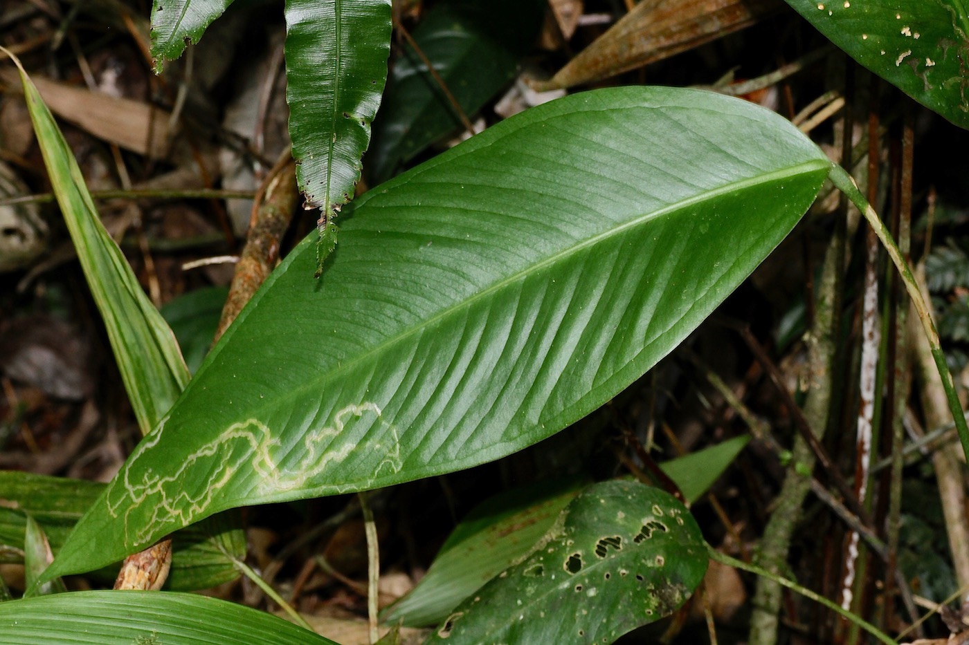 Image of Anthurium lancifolium specimen.