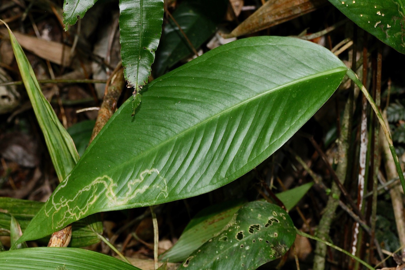 Изображение особи Anthurium lancifolium.