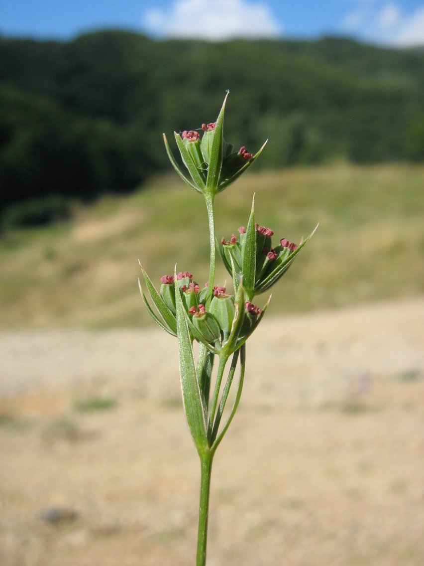 Image of Bupleurum affine specimen.