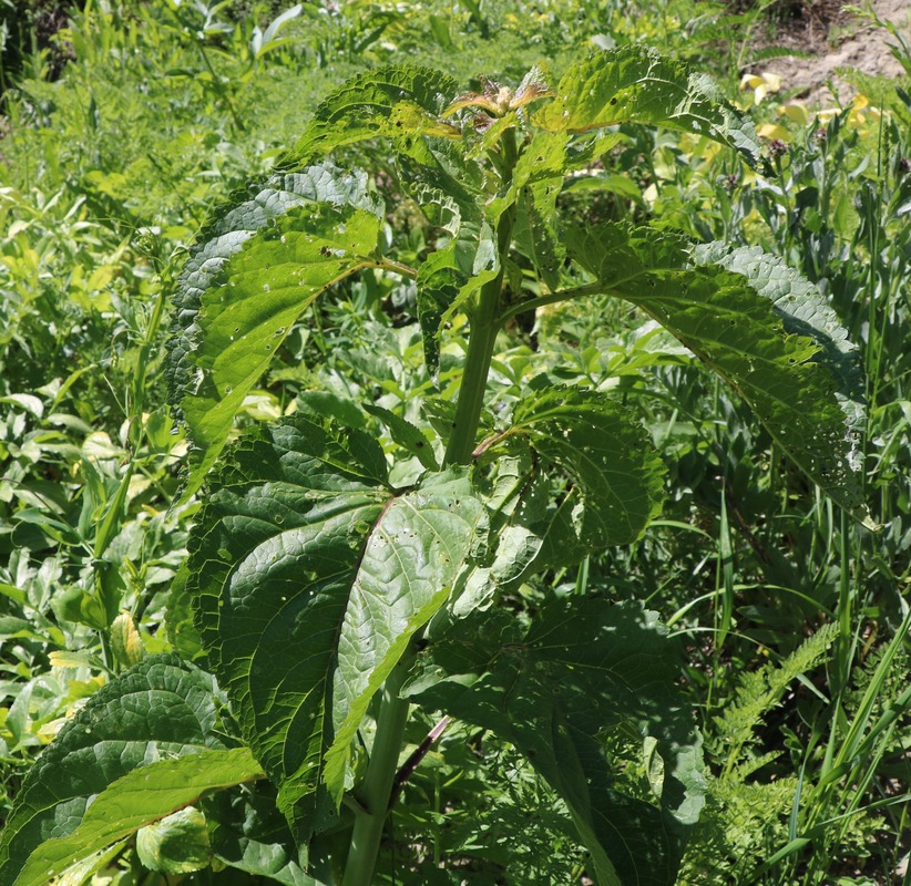 Изображение особи род Scrophularia.