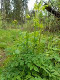 Thalictrum aquilegiifolium