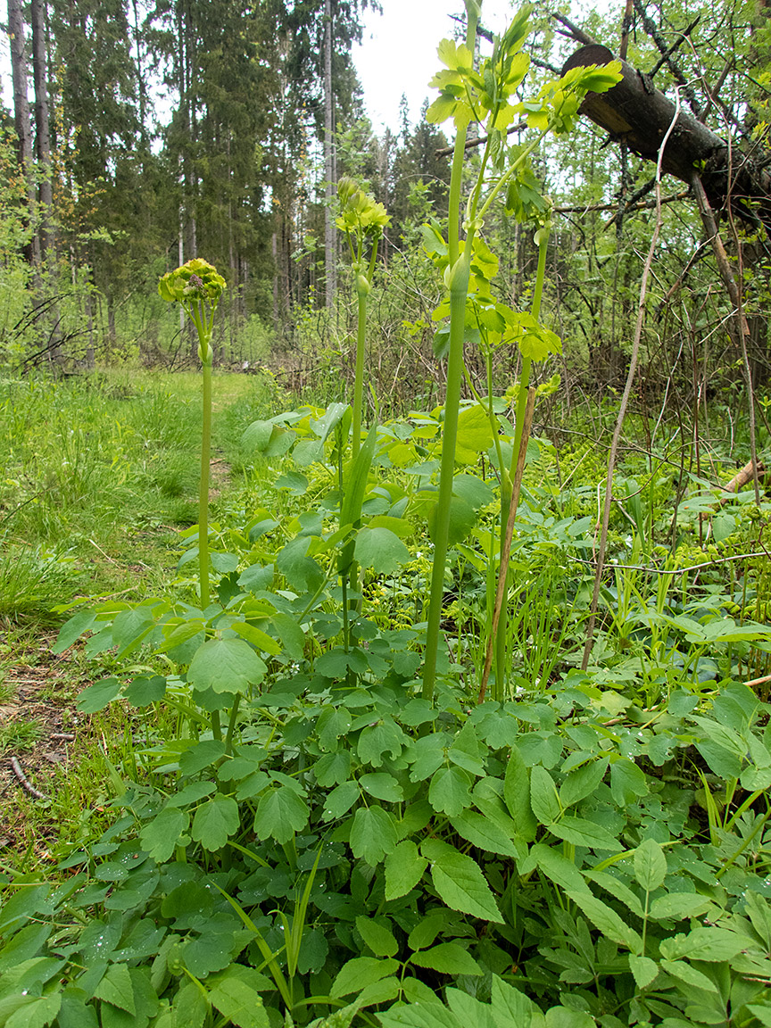 Image of Thalictrum aquilegiifolium specimen.