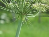 Laserpitium latifolium