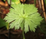 Aconitum puchonroenicum. Лист (вид на абаксиальную поверхность). Приморский край, Шкотовский р-н, хр. Большой Воробей, выс. 940 м н.у.м., в папоротниковом пихтово-еловом лесу на северном склоне. 24.07.2020.