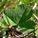 Trifolium repens