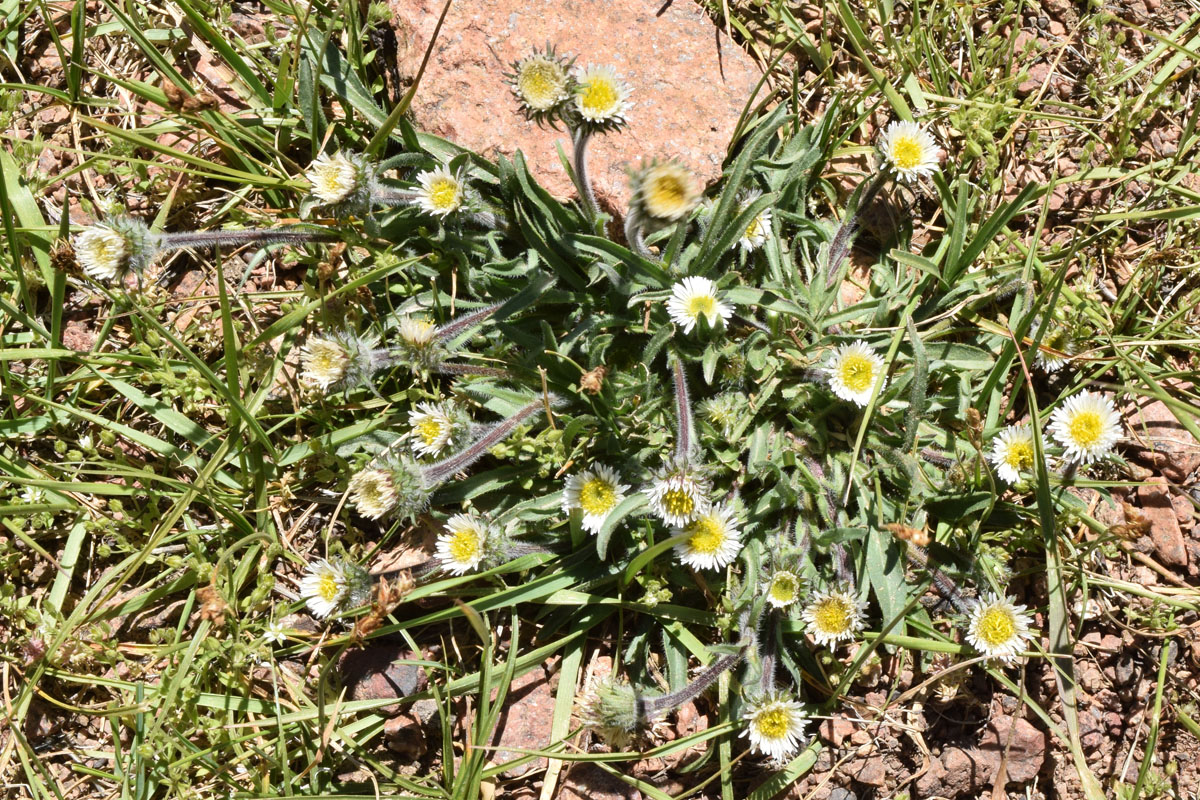 Image of Erigeron pallidus specimen.