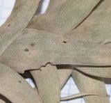 genus Tillandsia. Нижняя часть побега. Перу, регион Куско, пос. Ollantaymtambo, археологический комплекс. 11.10.2019.