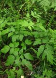 Cimicifuga grata