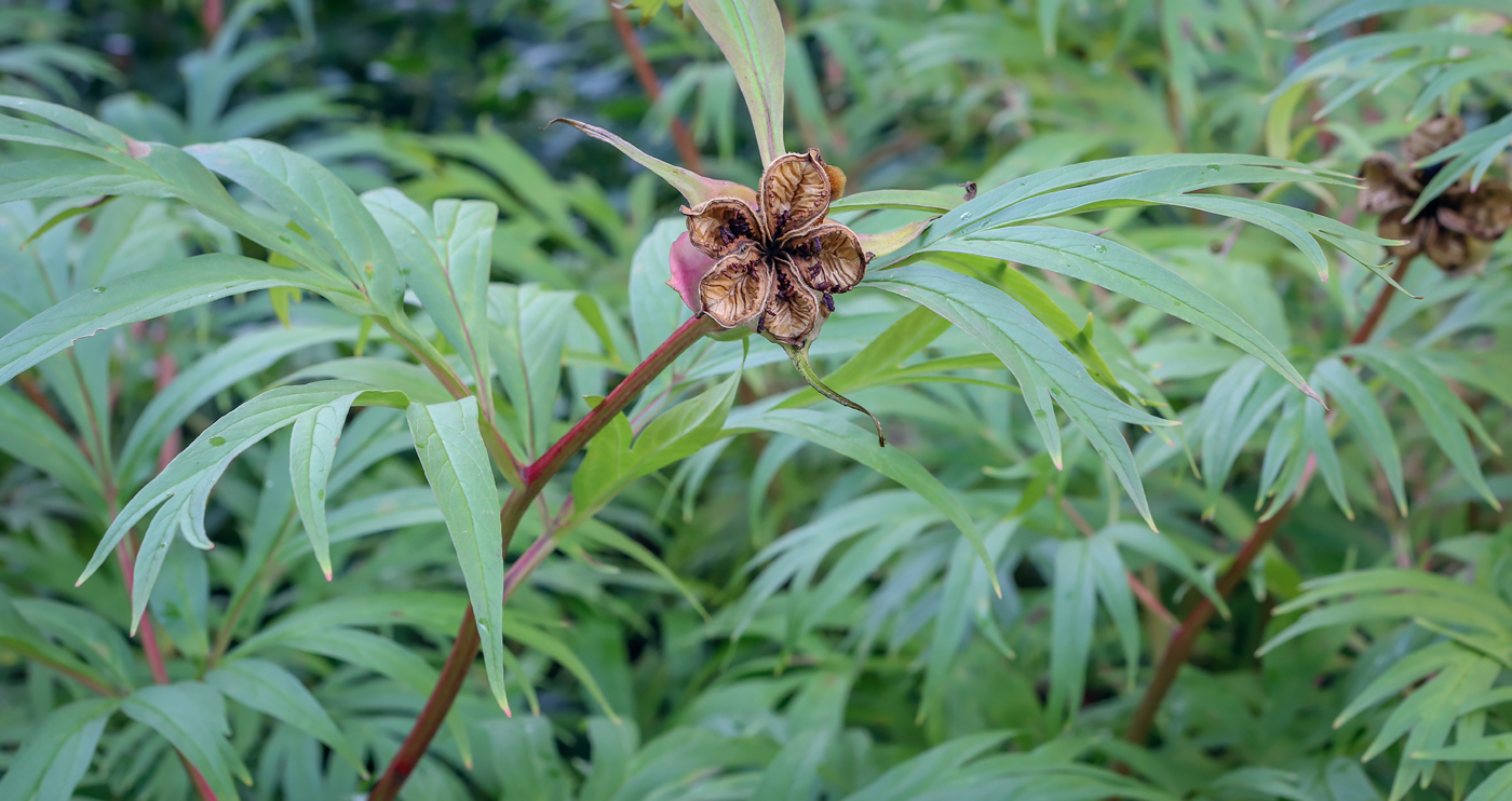 Image of Paeonia anomala specimen.