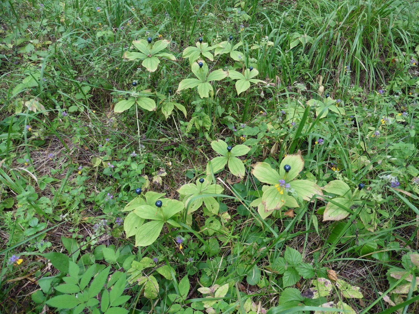 Image of Paris quadrifolia specimen.