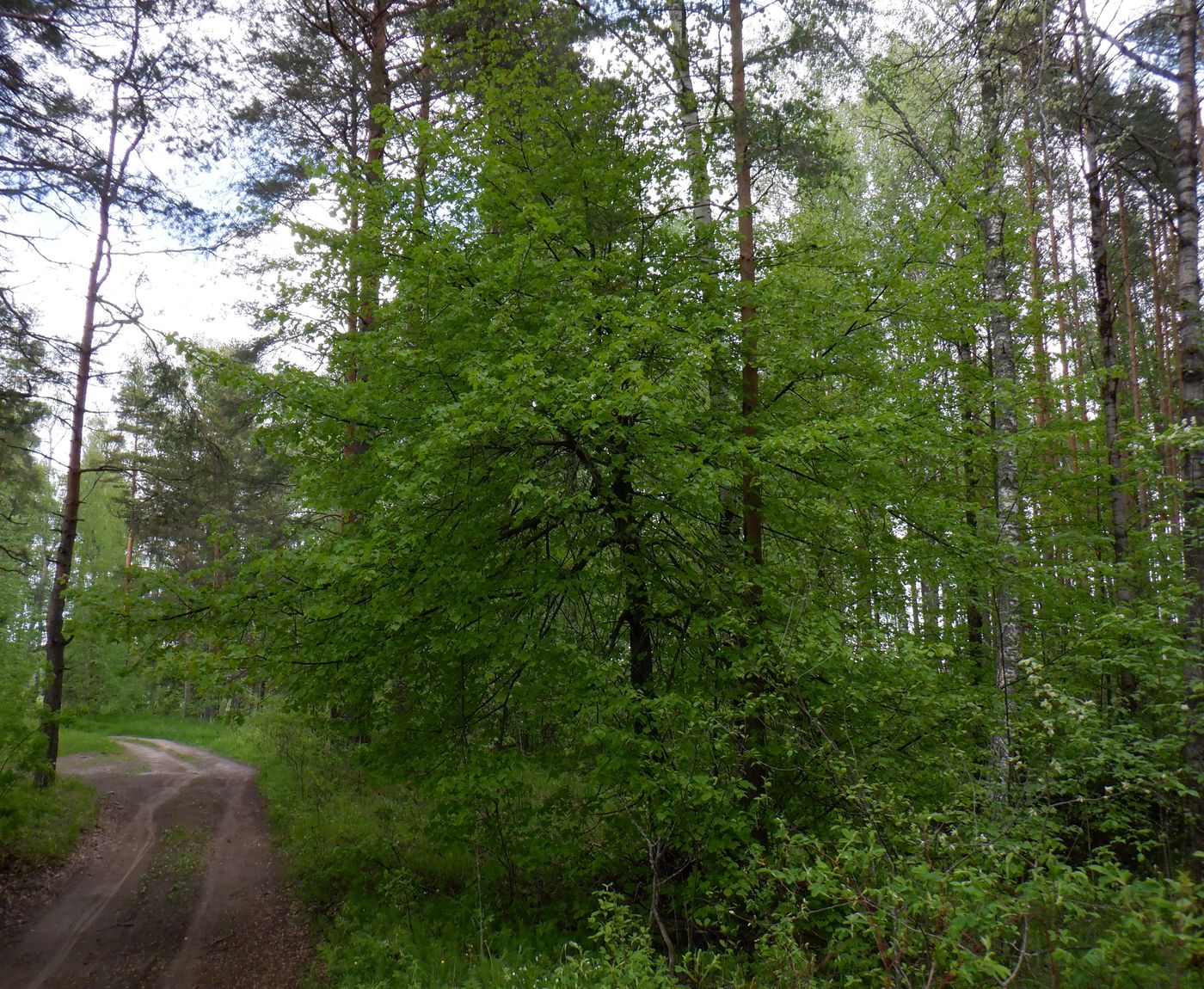 Изображение особи Tilia cordata.