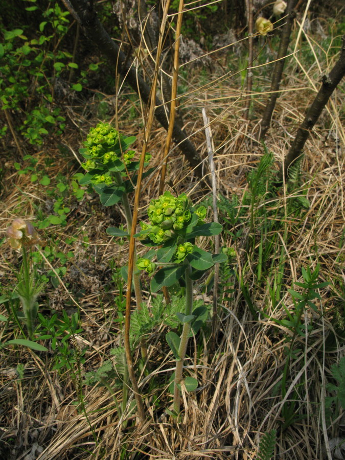 Изображение особи Euphorbia jenisseiensis.