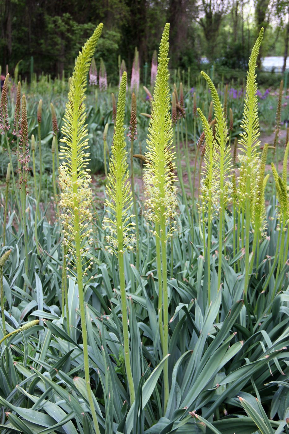 Изображение особи Eremurus altaicus.